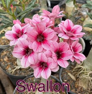 ENXERTO SWALLON