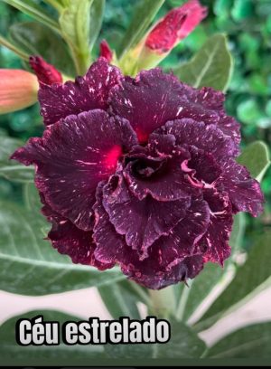 ENXERTO  CÉU ESTRELADO