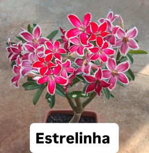 ENXERTO ESTRELINHA