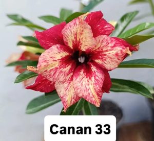ENXERTO CANAN 33 PERFUMADA