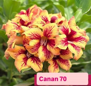 ENXERTO CANAN 70