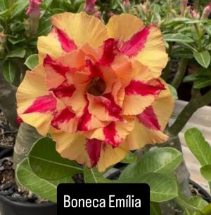 ENXERTO BONECA EMÍLIA