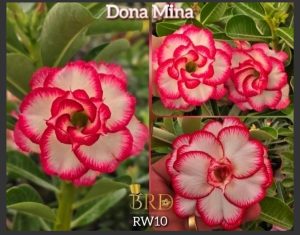 ENXERTO BRD DONA MINA