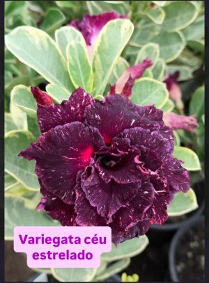 VARIEGATA CÉU ESTRELADO