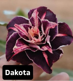 ENXERTO DAKOTA