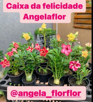 CAIXA DA FELICIDADE ANGELAFLOR