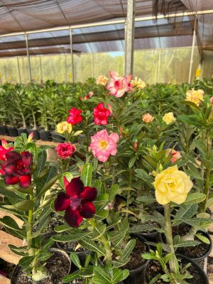 CAIXA DA FELICIDADE ANGELAFLOR