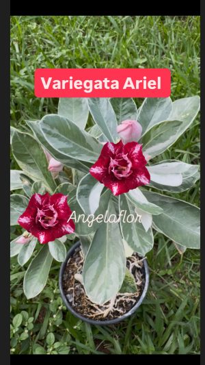 ENXERTO VARIEGATA ARIEL