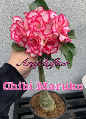 ENXERTO CHIBI MARUKO