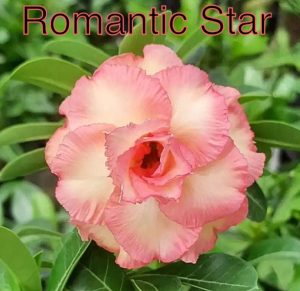 ENXERTO ROMANTIC STAR