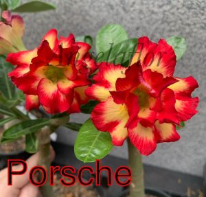 ENXERTO PORSCHE