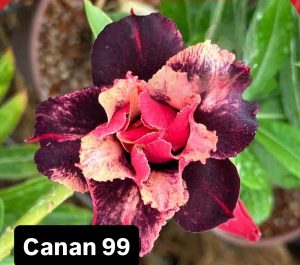 ENXERTO CANAN 99 PERFUMADA