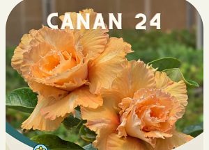 ENXERTO CANAN 24 PERFUMADA