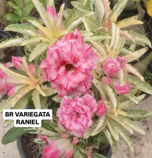 ENXERTO BR VARIEGATA RANIEL