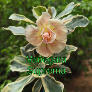 ENXERTO VARIEGATA SUPREMA