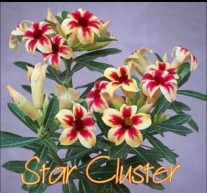 ENXERTO STAR CLUSTER