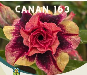 ENXERTO CANAN 163 PERFUMADA