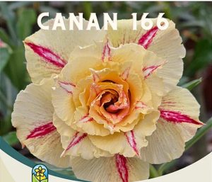 ENXERTO CANAN 166 PERFUMADA