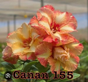 ENXERTO CANAN 155 PERFUMADA