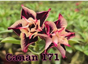 ENXERTO CANAN 171 PERFUMADA