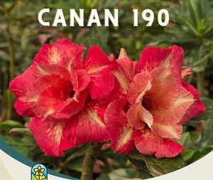 ENXERTO CANAN 190 PERFUMADA