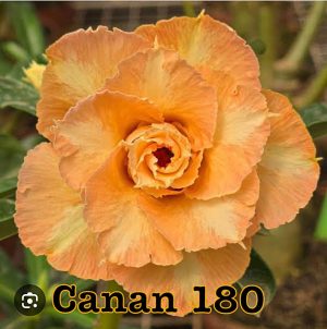 ENXERTO CANAN 180 PERFUMADA