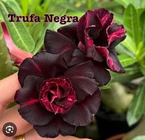 ENXERTO TRUFA NEGRA
