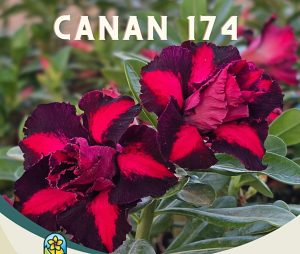 ENXERTO CANAN 174 PERFUMADA