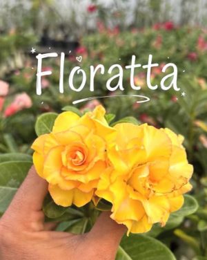 ENXERTO BRD FLORATTA