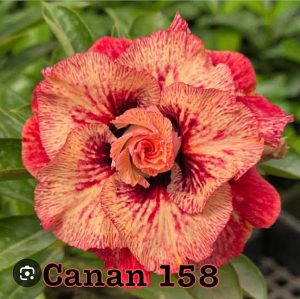 ENXERTO CANAN 158 PERFUMADA