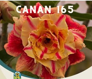 ENXERTO CANAN 165 PERFUMADA