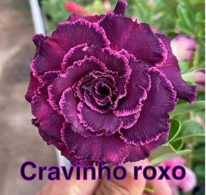 ENXERTO CRAVINHO ROXO
