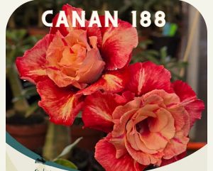 ENXERTO CANAN 188 PERFUMADA
