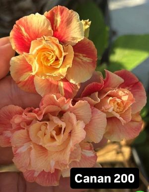 ENXERTO CANAN 200 PERFUMADA