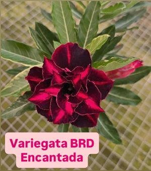 ENXERTO BRD ENCANTADA VARIEGATA