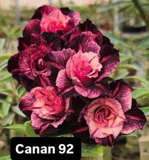 ENXERTO CANAN 92 PERFUMADA