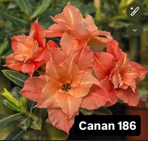 ENXERTO CANAN 186 PERFUMADA