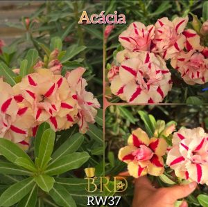 ENXERTO BRD ACÁCIA