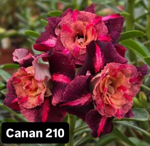 ENXERTO CANAN 210 PERFUMADA