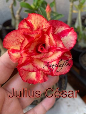 ENXERTO JULIUS CÉSAR
