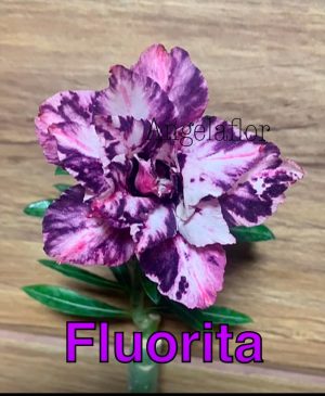 ENXERTO FLUORITA
