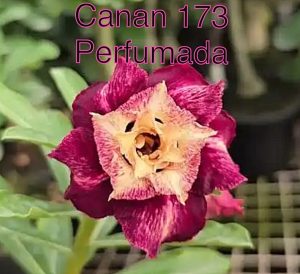 ENXERTO CANAN 173 PERFUMADA