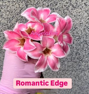 ENXERTO ROMANTIC EDGE
