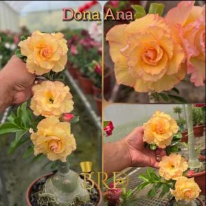 ENXERTO BRD DONA ANA