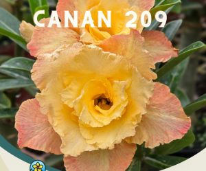 ENXERTO CANAN 209 PERFUMADA