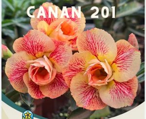 ENXERTO CANAN 201 PERFUMADA