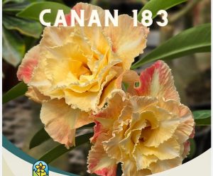 ENXERTO CANAN 183 Perfumada