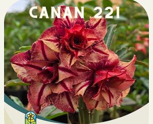 ENXERTO CANAN 221 PERFUMADA