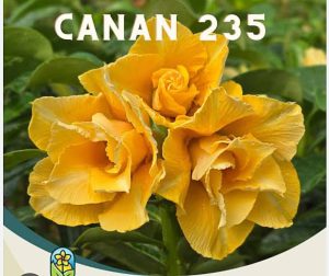 ENXERTO CANAN 235 PERFUMADA