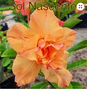 ENXERTO SOL NASCENTE